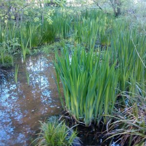 The pond