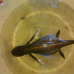 caught today
around 10cm
????