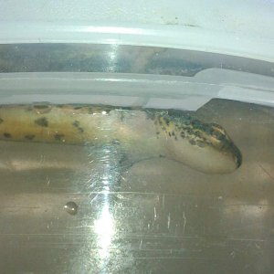caught today
around 10cm
????