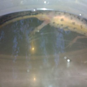caught today
around 10cm
????