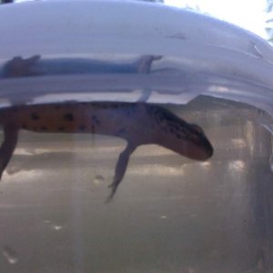 caught today
around 10cm
????