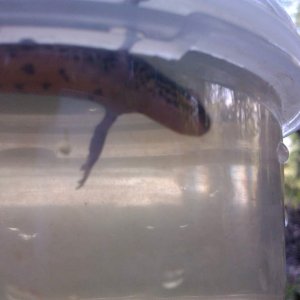 caught today
around 10cm
????