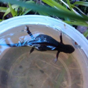 caught today
around 10cm
????