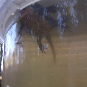 caught today
around 10cm
????