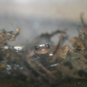 Ensatina oregonensis smiling for the camera