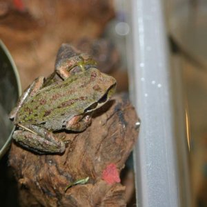 silver and copper pigments in a chorus frog