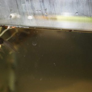 Rana aurora tadpoles presumably (45 days old)