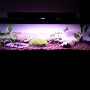 fire sal tank