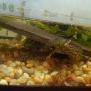 ribbed newt