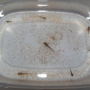 1 1/2 weeks old (eggs laid on 4/20/12)