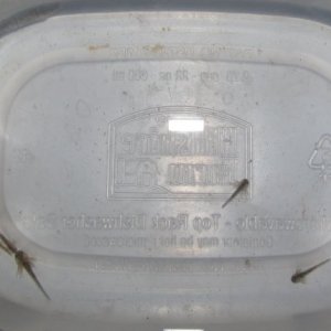 2 weeks old (eggs laid on 4/20/12)