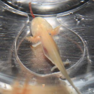 Vali eating a bloodworm in a separate jar outside the tank to see how it would take to eating them.