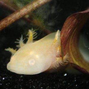 I began to notice the shiny gold colouring on the gills!