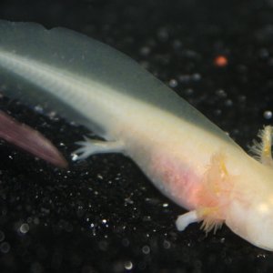 Diving headfirst into a stray worm -- graceful.