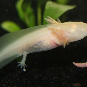 Eating an earthworm