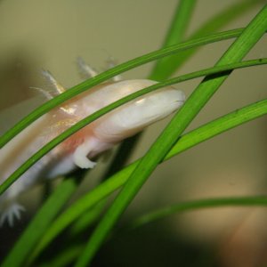 The grass blades are fun to hide in