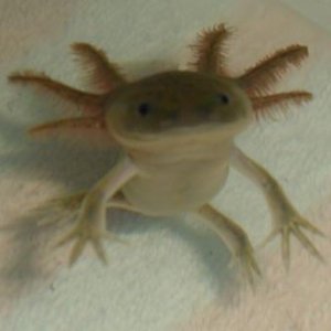 Rhage