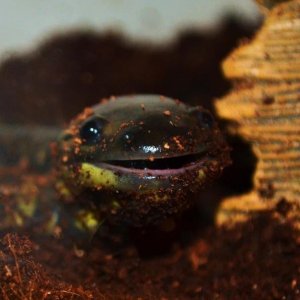 Little Foot gets so happy after she eats a worm!