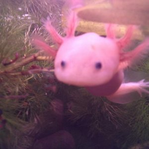 chasing daphnia