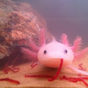 he loves blood worms