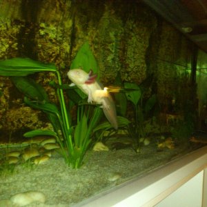 Joey playing