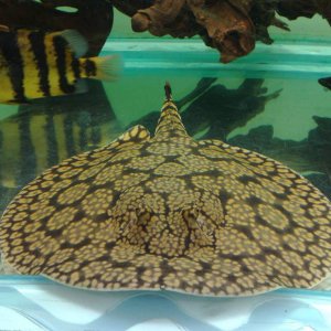 LEE FLOWER RAY