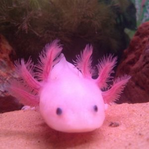 i think his gills are getting much bigger
