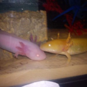 wooper and lance being curious