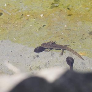 Newt larvae bringing the love, giving out free hugs to all the tadpoles!