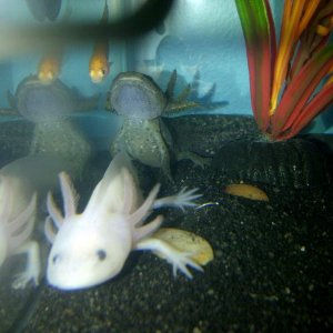Aurelius; and Icarus is behind gonna eat a fishy! NOM.