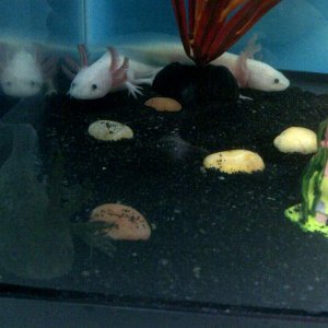 Snuggling leucistic lotls :D