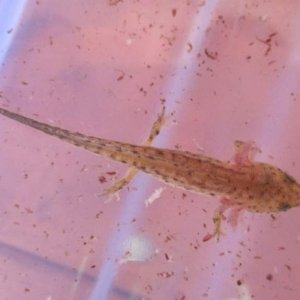 006 Alpine larvae.