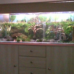 My new tank