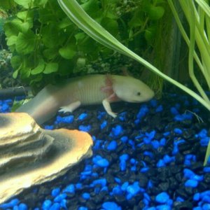 The first night I had Alec. He was a little shy and quiet that night as the pet shop owner dropped him twice trying to get him in a bag, but he's fine