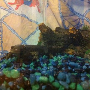 Substrate has since been changed but I was looking through our photos from a month or so back and came across this. I love his little face! and doesn'