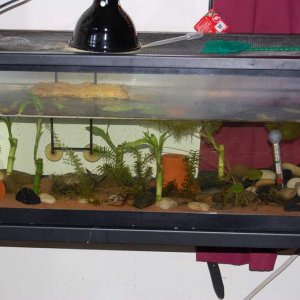 The tank that houses my four Notos. 20 gallon long. It has river stones, exoterra river sand, 'lucky bamboo,' elodea I collected from a pond, coontail