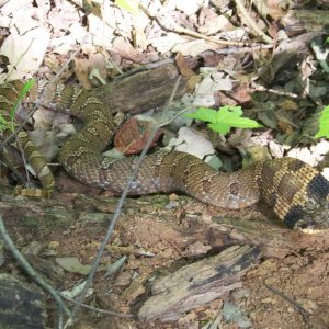 Eastern Hognose