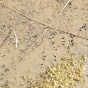 doomed tadpoles