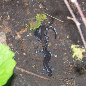 salamander party
