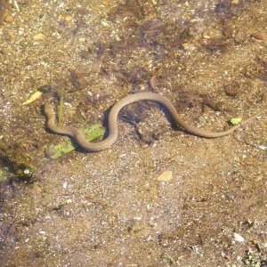 Nerodia sp.