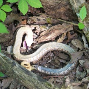 Hognose