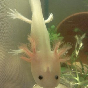 Stardust when she was small