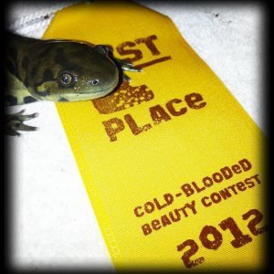 Zeke won the PetCO Cold-Blooded Beauty Contest :)