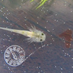 Mini-lotl