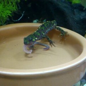 my beautifull female marbled newt having her dinner