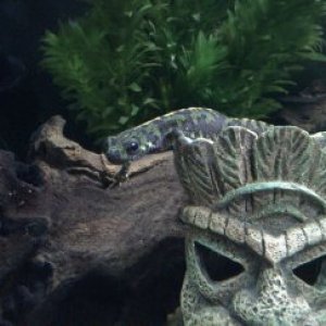 female marbled chillin!
