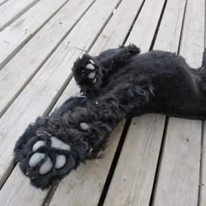 Trooper - "Talk to the Paw"
