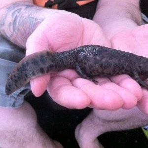 LEE HOLDING WALTL