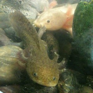 Herne and Hecate, the latest members of my axie family
