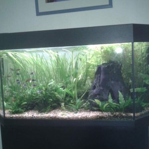 community tank - the gourami are breeding so the others are all at one end of the tank.....